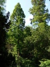 Alter Botanischer Garten Kiel Urweltmammutbaum.jpg