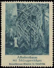 Affenbrotbaum mit Schlinggewächsen