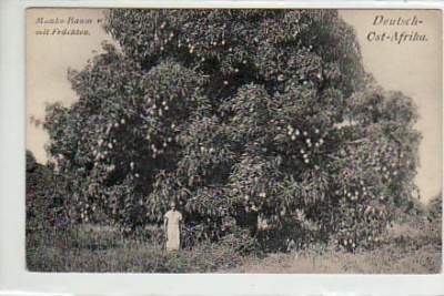 Deutsch-Ost-Afrika Kolonien Manko-Baum