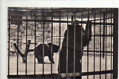 Bad Kösen Bären im Zoo 1960
