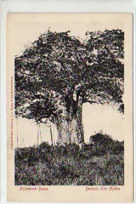 Deutsch-Ost-Afrika Kolonien Affenbrod-Baum